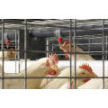 Alimentador automático de aves de corral y bebedor de pezones para pollo